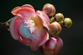 Blooming cannon ball tree, couroupita guianensis flower Royalty Free Stock Photo