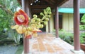 Blooming cannon ball tree, this flower`s scientific name is couroupita guianensis Royalty Free Stock Photo