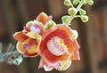 Blooming cannon ball tree, this flower`s scientific name is couroupita guianensis Royalty Free Stock Photo