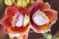 Blooming cannon ball tree, this flower`s scientific name is couroupita guianensis Royalty Free Stock Photo