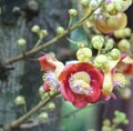 Blooming cannon ball tree, this flower`s scientific name is couroupita guianensis Royalty Free Stock Photo