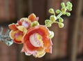 Blooming cannon ball tree, this flower`s scientific name is couroupita guianensis Royalty Free Stock Photo