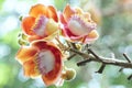 Blooming cannon ball tree, this flower`s scientific name is couroupita guianensis Royalty Free Stock Photo