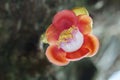 Blooming cannon ball tree, this flower`s scientific name is couroupita guianensis Royalty Free Stock Photo