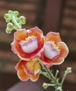 Blooming cannon ball tree, this flower`s scientific name is couroupita guianensis Royalty Free Stock Photo