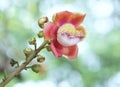 Blooming cannon ball tree, this flower`s scientific name is couroupita guianensis Royalty Free Stock Photo