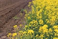 Blooming canola and dirt road, farmland, concept
