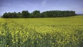 Blooming Canola Field Royalty Free Stock Photo