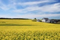Blooming canola field Royalty Free Stock Photo