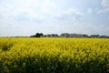 Blooming Canola Field Royalty Free Stock Photo