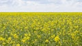 Blooming canola field, background wallpaper banner landscape panorama. Oilseed agrarian culture of spring rape. Brassica napus