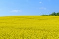 Blooming canola field Royalty Free Stock Photo