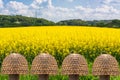 Blooming canola field with blue sky Royalty Free Stock Photo