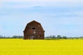 Blooming canola field, blue sky and an old bard Royalty Free Stock Photo