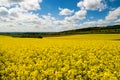 Blooming canola field blue sky some clouds Royalty Free Stock Photo