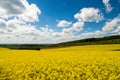 Blooming canola field blue sky some clouds Royalty Free Stock Photo