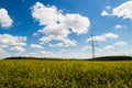 Blooming canola field blue sky some clouds Royalty Free Stock Photo