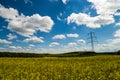 Shoal of malawi perch fish in aquariumblooming canola field blue sky some clouds Royalty Free Stock Photo