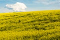 Blooming canola field. Bright Yellow rapeseed oil. Flowering rapeseed with blue sky white clouds Royalty Free Stock Photo