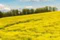 Blooming canola field. Bright Yellow rapeseed oil. Flowering rapeseed with blue sky white clouds Royalty Free Stock Photo