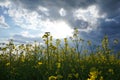 Blooming canola field. Flowering rapeseed with blue sky and clouds Royalty Free Stock Photo