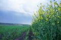 Blooming canola field. Flowering rapeseed with blue sky and clouds Royalty Free Stock Photo