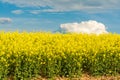 Blooming canola field. Bright Yellow rapeseed oil. Flowering rapeseed with blue sky white clouds Royalty Free Stock Photo