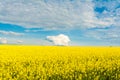 Blooming canola field. Bright Yellow rapeseed oil. Flowering rapeseed with blue sky white clouds Royalty Free Stock Photo