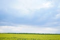 Blooming canola field. Rape on the field in summer. Flowering rapeseed with blue sky and clouds Royalty Free Stock Photo