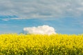 Blooming canola field. Bright Yellow rapeseed oil. Flowering rapeseed with blue sky white clouds Royalty Free Stock Photo