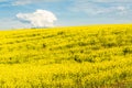 Blooming canola field. Bright Yellow rapeseed oil. Flowering rapeseed with blue sky white clouds Royalty Free Stock Photo