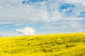 Blooming canola field. Bright Yellow rapeseed oil. Flowering rapeseed with blue sky white clouds Royalty Free Stock Photo