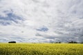 Blooming Canola Field under dramatic sky Royalty Free Stock Photo