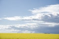 Blooming Canola Field under dramatic sky Royalty Free Stock Photo