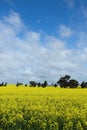 Blooming Canola flower