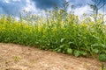 Rape Field Landscape Rapsfeld Raps