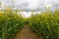 Rape Field Landscape Rapsfeld Raps