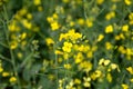 Rape Field Landscape Rapsfeld Raps