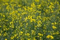 Rape Field Landscape Rapsfeld Raps