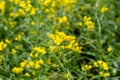 Rape Field Landscape Rapsfeld Raps