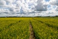 Rape Field Landscape Rapsfeld Raps