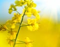 Blooming canola flowers closeup