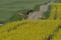 Blooming canola. Gravel road. Royalty Free Stock Photo
