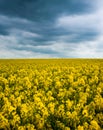 blooming canola and grey storm clouds.thunderstorm is coming soon Royalty Free Stock Photo