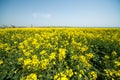 Blooming canola in Pomorie, Bulgaria Royalty Free Stock Photo