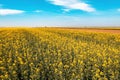 Blooming canola rapeseed field on sunny spring day Royalty Free Stock Photo