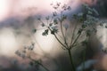 Blooming caraway, Carum carvi