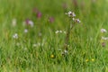 cardamine pratensis flower Royalty Free Stock Photo