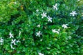 Blooming Carissa Grandiflora or Natal Plum in Spring, closeup, natural background