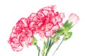 Blooming carnation flower